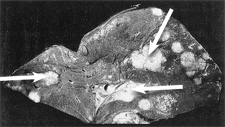 Иллюстрация к книге — Правила здоровой и долгой жизни [i_007.jpg]