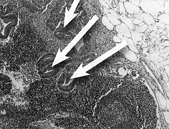 Иллюстрация к книге — Правила здоровой и долгой жизни [i_009.jpg]