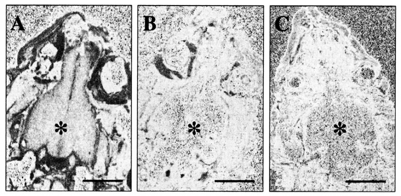 Иллюстрация к книге — Правила здоровой и долгой жизни [i_019.jpg]
