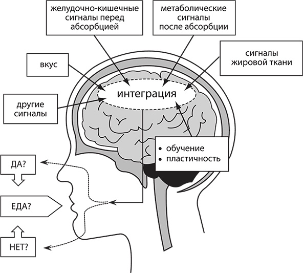 Иллюстрация к книге — Лишний вес – из головы! Диета для умных [autogen_ebook_id13.jpg]