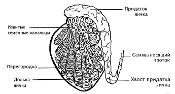 Иллюстрация к книге — Главная книга о женском здоровье [i_017.jpg]