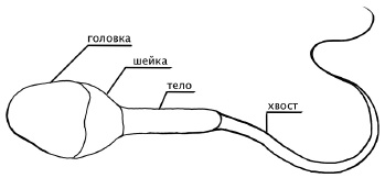 Иллюстрация к книге — Главная книга о женском здоровье [i_018.jpg]