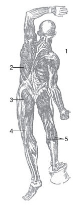 Иллюстрация к книге — Боль в спине. Как определить причину и устранить приступ [i_011.jpg]