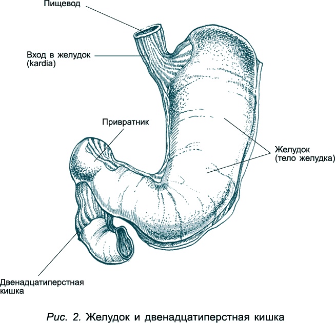 Иллюстрация к книге — Проблемы пищеварения. Какие задачи скрываются за желудочными и кишечными симптомами [_53564.jpg]