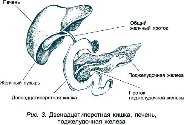 Иллюстрация к книге — Проблемы пищеварения. Какие задачи скрываются за желудочными и кишечными симптомами [_53650.jpg]