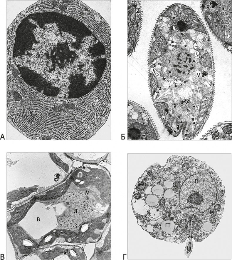 Иллюстрация к книге — Вопрос жизни. Энергия, эволюция и происхождение сложности [i_003.jpg]