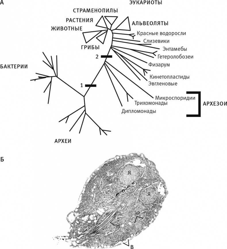 Иллюстрация к книге — Вопрос жизни. Энергия, эволюция и происхождение сложности [i_004.jpg]