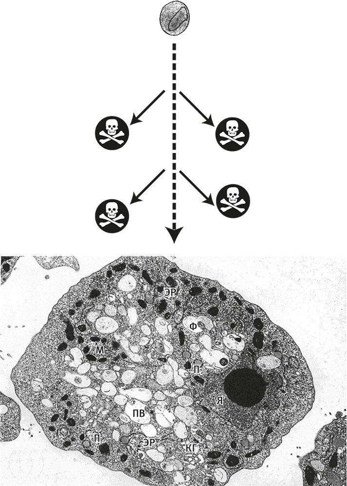 Иллюстрация к книге — Вопрос жизни. Энергия, эволюция и происхождение сложности [i_006.jpg]
