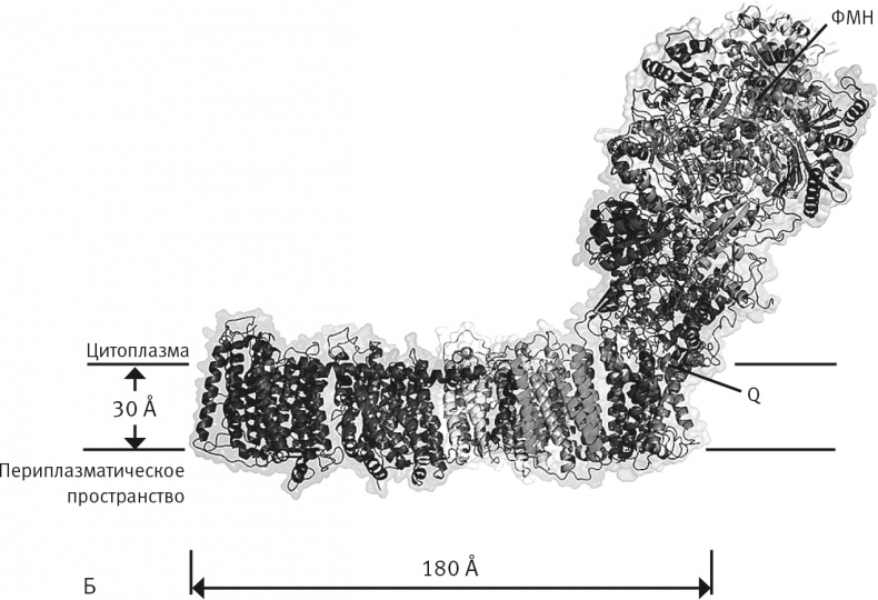 Иллюстрация к книге — Вопрос жизни. Энергия, эволюция и происхождение сложности [i_009.jpg]