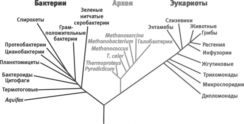 Иллюстрация к книге — Вопрос жизни. Энергия, эволюция и происхождение сложности [i_017.jpg]