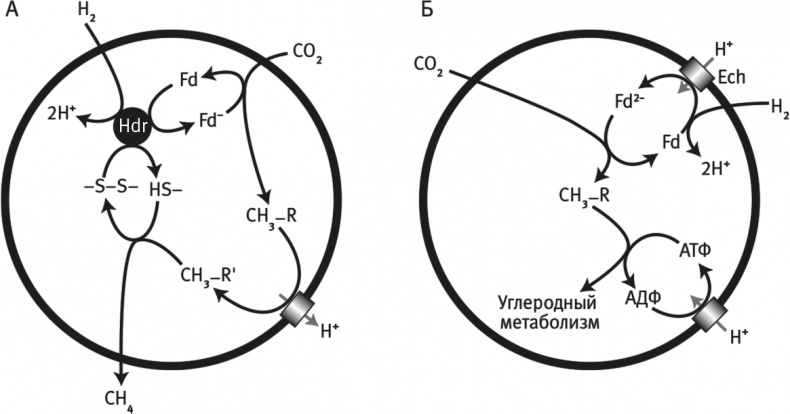 Иллюстрация к книге — Вопрос жизни. Энергия, эволюция и происхождение сложности [i_020.jpg]