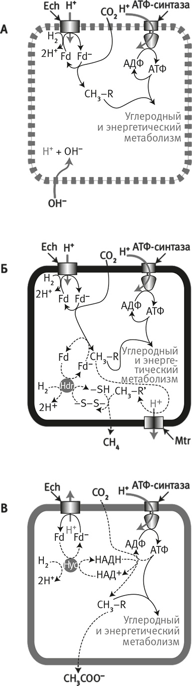 Иллюстрация к книге — Вопрос жизни. Энергия, эволюция и происхождение сложности [i_022.jpg]