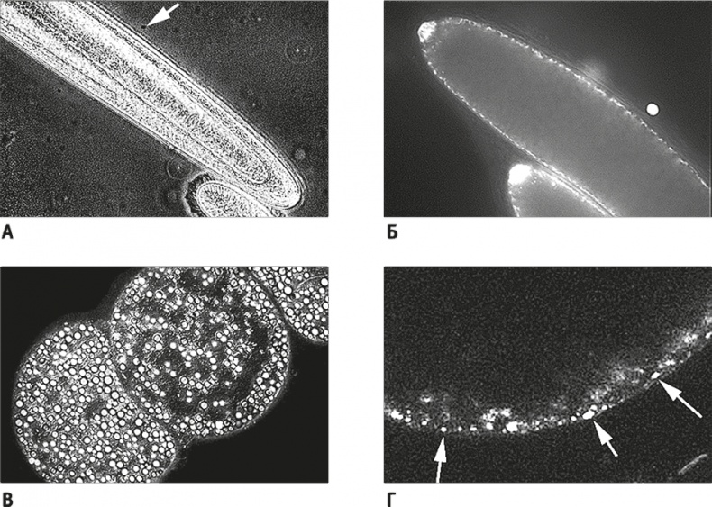 Иллюстрация к книге — Вопрос жизни. Энергия, эволюция и происхождение сложности [i_025.jpg]
