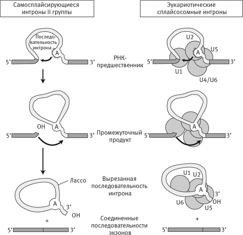 Иллюстрация к книге — Вопрос жизни. Энергия, эволюция и происхождение сложности [i_029.jpg]
