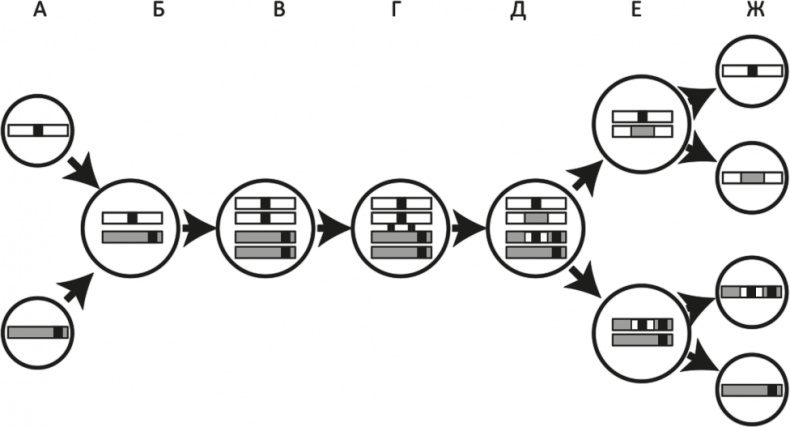 Иллюстрация к книге — Вопрос жизни. Энергия, эволюция и происхождение сложности [i_030.jpg]