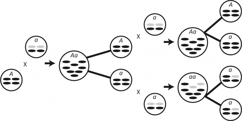 Иллюстрация к книге — Вопрос жизни. Энергия, эволюция и происхождение сложности [i_031.jpg]