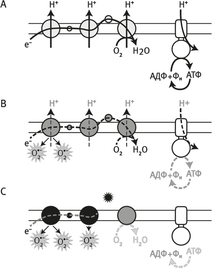 Иллюстрация к книге — Вопрос жизни. Энергия, эволюция и происхождение сложности [i_034.jpg]