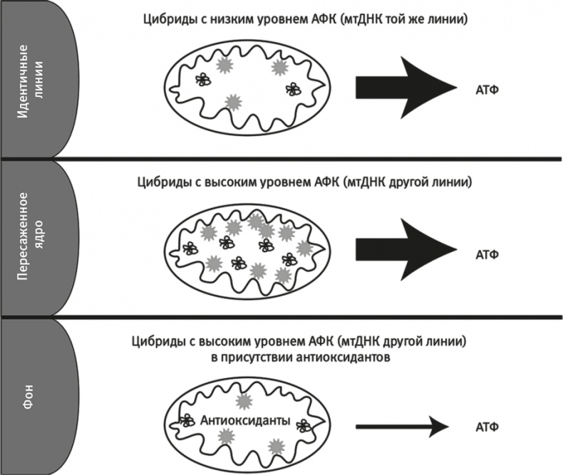 Иллюстрация к книге — Вопрос жизни. Энергия, эволюция и происхождение сложности [i_037.jpg]