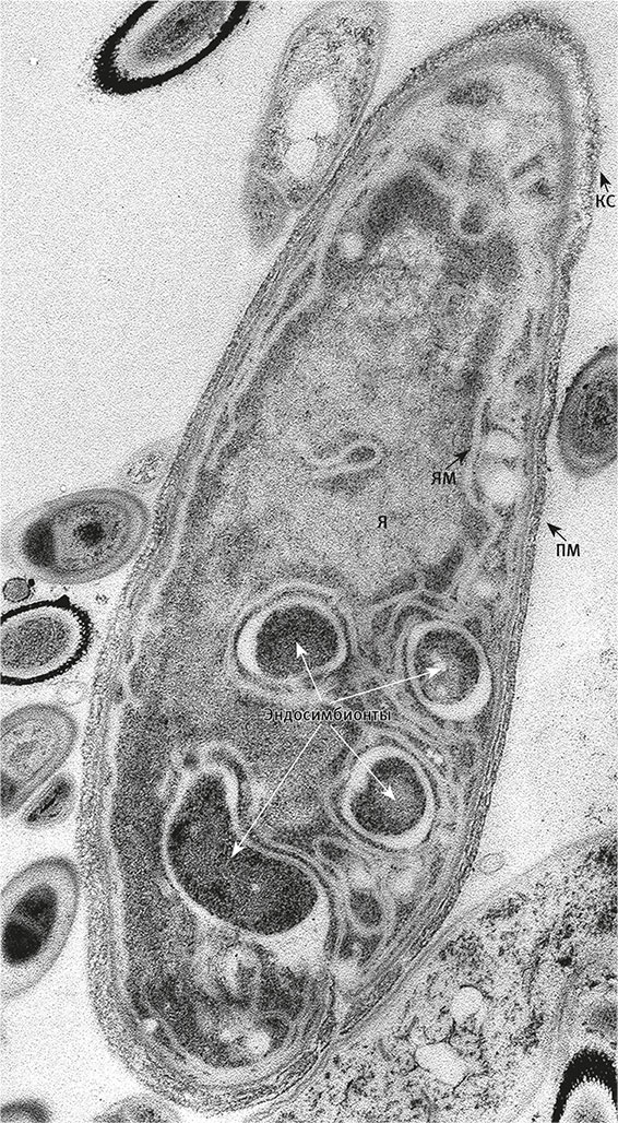Иллюстрация к книге — Вопрос жизни. Энергия, эволюция и происхождение сложности [i_039.jpg]