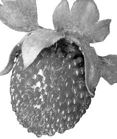 Иллюстрация к книге — Как восстановить фигуру после родов [_63.jpg]