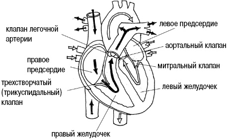 Иллюстрация к книге — Стоп-инфаркт. Как читать ЭКГ и заботиться о сердце [autogen_ebook_id15.jpg]