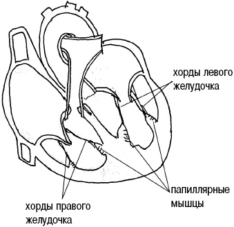 Иллюстрация к книге — Стоп-инфаркт. Как читать ЭКГ и заботиться о сердце [autogen_ebook_id17.jpg]