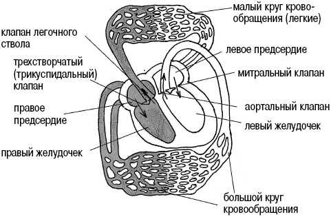 Иллюстрация к книге — Стоп-инфаркт. Как читать ЭКГ и заботиться о сердце [autogen_ebook_id34.jpg]
