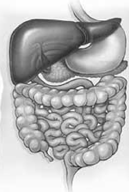 Иллюстрация к книге — Чистки организма. Лучшие методики [i_004.jpg]
