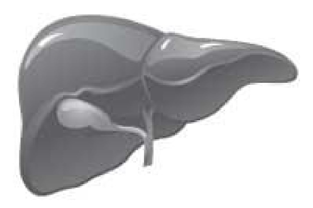 Иллюстрация к книге — Чистки организма. Лучшие методики [i_006.jpg]