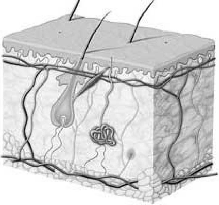 Иллюстрация к книге — Чистки организма. Лучшие методики [i_012.jpg]