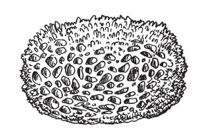 Иллюстрация к книге — 30+. Уход за телом [i_007.jpg]