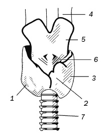 Иллюстрация к книге — Целительные точки для лечения щитовидной железы [autogen_ebook_id0.jpg]