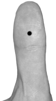 Иллюстрация к книге — Целительные точки для лечения щитовидной железы [autogen_ebook_id29.jpg]