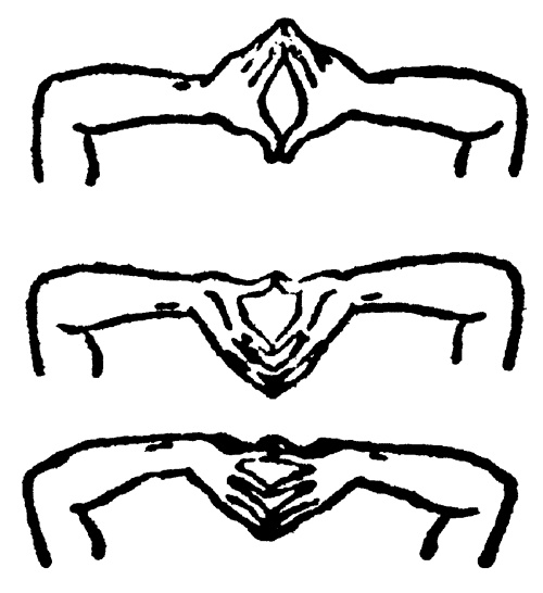 Иллюстрация к книге — Живые капилляры: Важнейший фактор здоровья! Методики Залманова, Ниши, Гогулан [_132.jpg]