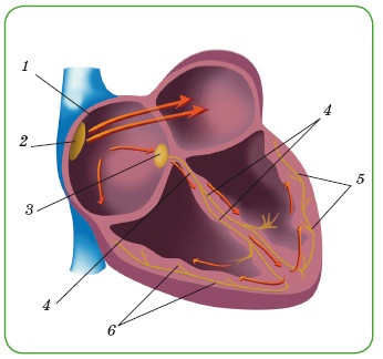 Иллюстрация к книге — Энциклопедия диагностики и лечения от А до Я [i_021.jpg]
