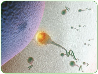 Иллюстрация к книге — Энциклопедия диагностики и лечения от А до Я [i_033.jpg]