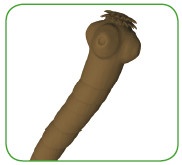 Иллюстрация к книге — Энциклопедия диагностики и лечения от А до Я [i_067.jpg]