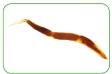 Иллюстрация к книге — Энциклопедия диагностики и лечения от А до Я [i_068.jpg]