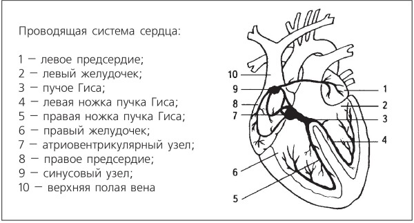 Иллюстрация к книге — Болезни от А до Я. Традиционное и нетрадиционное лечение [i_012.jpg]