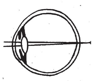 Иллюстрация к книге — Болезни от А до Я. Традиционное и нетрадиционное лечение [i_042.jpg]