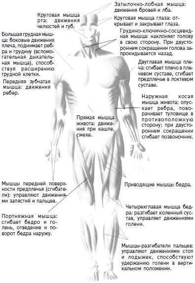 Иллюстрация к книге — Как избавиться от боли в спине [i_002.jpg]