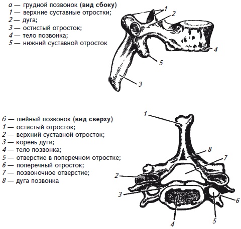 Иллюстрация к книге — Как избавиться от боли в спине [i_004.jpg]