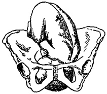 Иллюстрация к книге — Гимнастика для женщин [i_030.jpg]