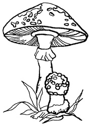 Иллюстрация к книге — Мухомор-целитель и другие ядовитые лекари [i_002.jpg]