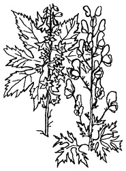 Иллюстрация к книге — Мухомор-целитель и другие ядовитые лекари [i_004.jpg]