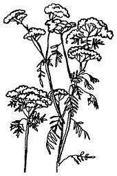 Иллюстрация к книге — Мухомор-целитель и другие ядовитые лекари [i_010.jpg]