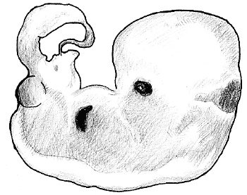 Иллюстрация к книге — Счастливое материнство. Как родить здорового и умного ребенка [autogen_ebook_id10.jpg]