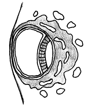 Иллюстрация к книге — Счастливое материнство. Как родить здорового и умного ребенка [autogen_ebook_id6.jpg]