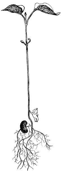 Иллюстрация к книге — Счастливое материнство. Как родить здорового и умного ребенка [autogen_ebook_id9.jpg]