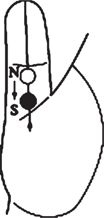 Иллюстрация к книге — Суджок - исцеляющий самомассаж. Основные приемы [autogen_ebook_id28.jpg]